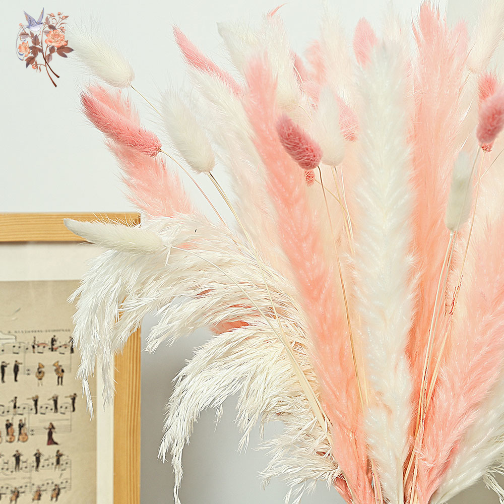 62 조각 흰색 갈대 핑크 토끼 꼬리 잔디 꽃다발 북유 - Dried Pampas Bundle 리뷰 및 가격